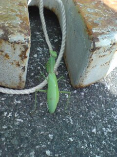 ���܂���