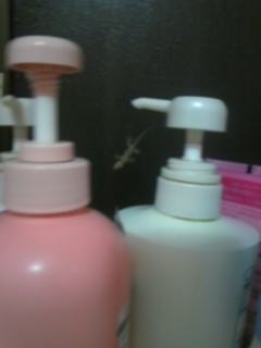 �����C���